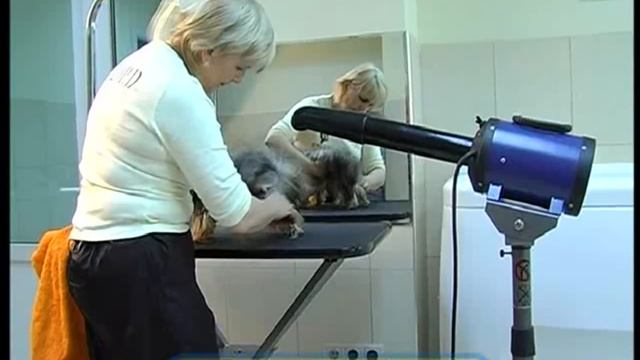 Галилео. Собачий салон  Canine Salon