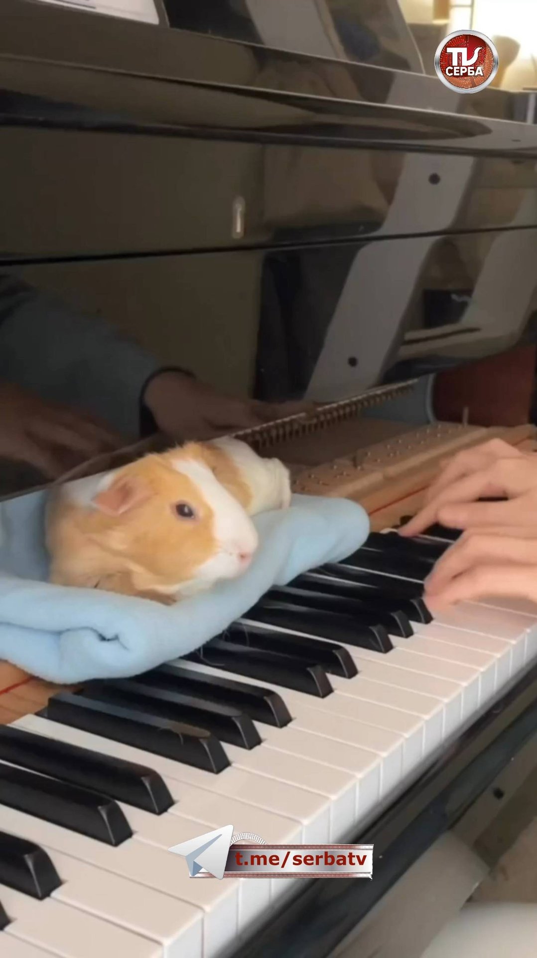 🎹 Влияние классической музыки на морских свинок 🥰 смотреть онлайн