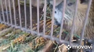 Ниппельные поилки для нутрий.