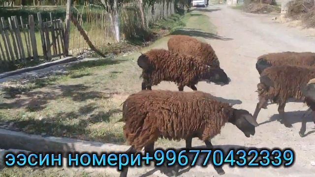 КАШТАН АРЗАН 23 БАШ ТОКТУ СА-Т ШАШЫЛГЫЛА ЧАЛГЫЛА 🚚🚛 смотреть онлайн