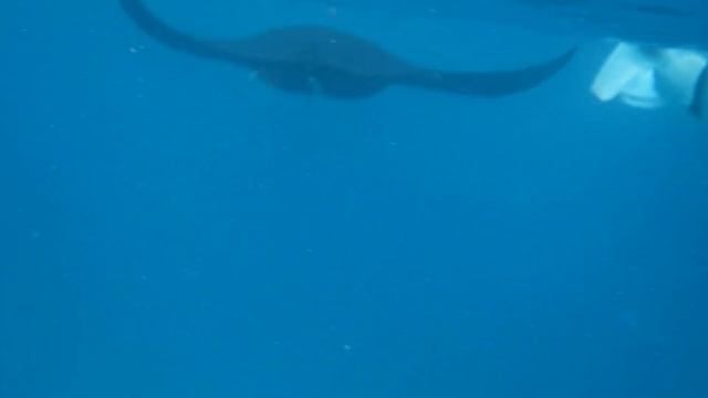 Raja Ampat Snorkeling With Manta Rays Near Yefnaby 2024