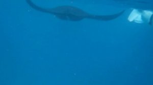 Raja Ampat snorkeling with manta rays near Yefnaby 2024