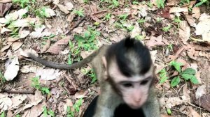 Baby Monkey Group with Cute Young Girls - Tourist Girl Meeting Monkey