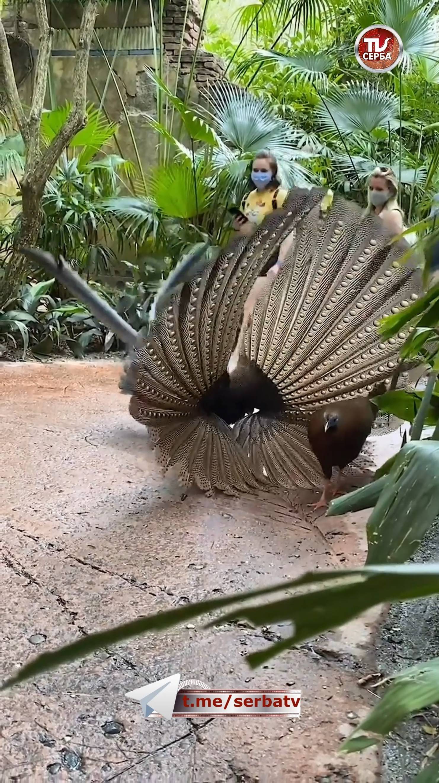 Удивительно красивая птица - большой аргус или фазан аргус 🦚 Павлин нервно курит в сторонке. #argus смотреть онлайн