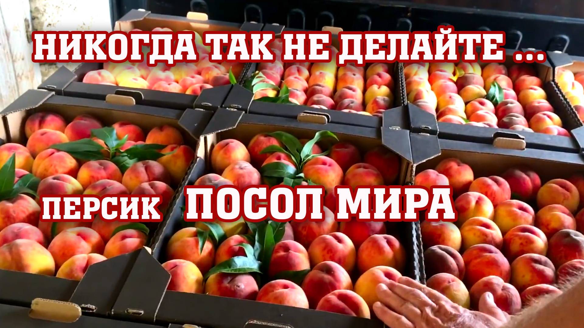 Никогда так не делайте с персиком⧸ сорт ПОСОЛ МИРА 2021 смотреть онлайн