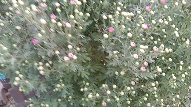 Моя жизнь в деревне. смотреть онлайн