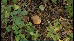 Галилео. Грибы  Mushrooms