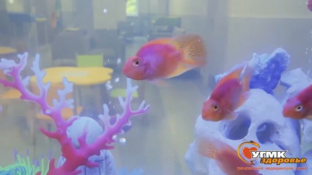 Семейное отделение на Малышева 102, б смотреть онлайн