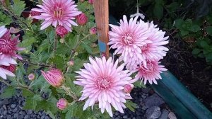 Серебряная ладья. Чудесное украшение вашего сада.