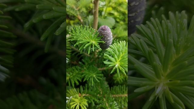 @maramarasha=9e9eee.mp4