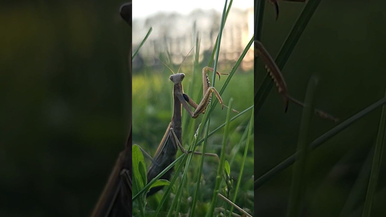 Магический богомол. смотреть онлайн