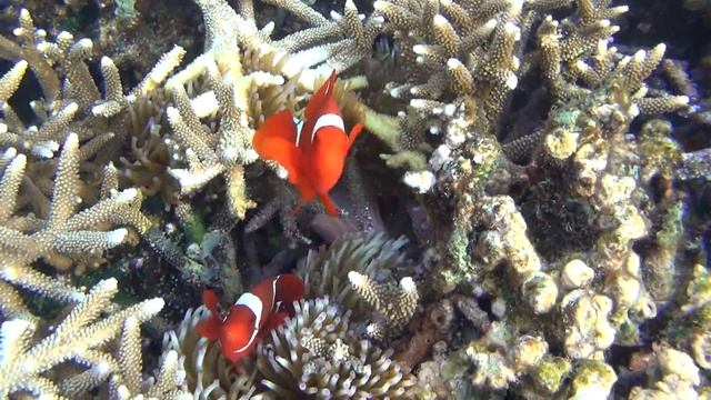 Snorkeling Near Bunaken Sea Garden 2016
