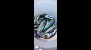 Рыбалка в Сочи, два брата на борту