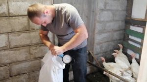 Как выглядит и сколько весит индюк в 2 месяца?