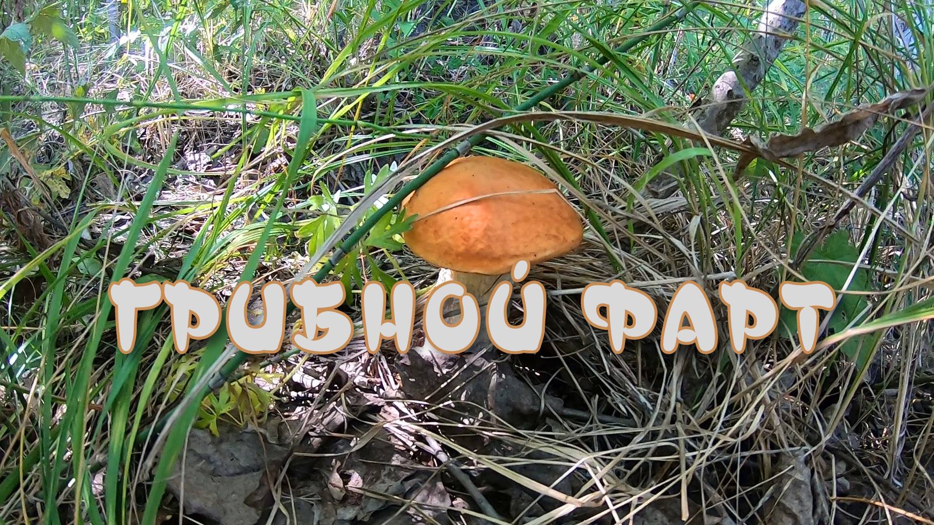 Фартовая грибалка смотреть онлайн