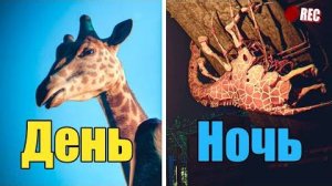 НОЧЬЮ ТУТ ПРОИСХОДИТ ЧТО ТО СТРАННОЕ ｜ ZOOCHOSIS #1