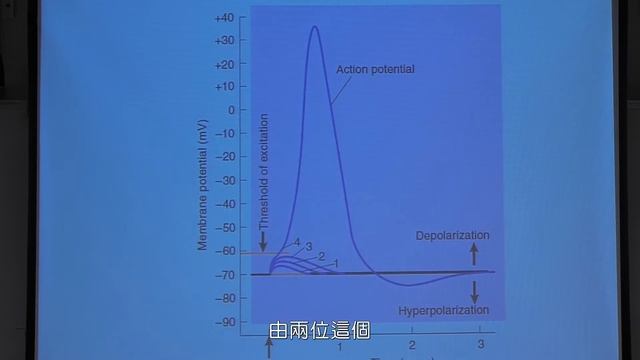 Honor Biology: 生物學特論 Lecture 16: Cell communication Ⅲ: the nerve system Part 1 смотреть онлайн