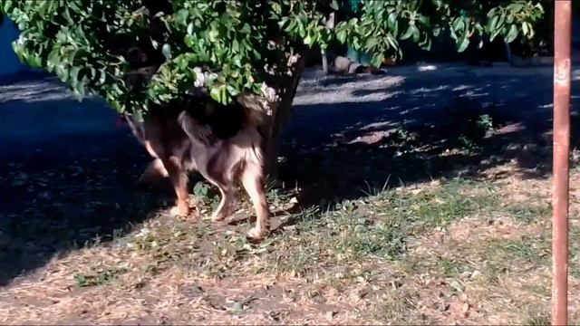 Настоящий банхар из питомника 