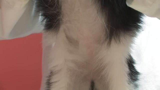 Kitten Care : Stages of Pregnancy in a Cat смотреть онлайн