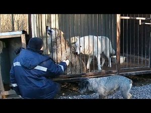 Ласки и ревность, паркур и игры, вой и подпевание, отдых и суета: пара часов из жизни волков