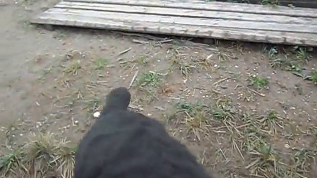 Щенки РЧТ из питомника Барби с Бронич