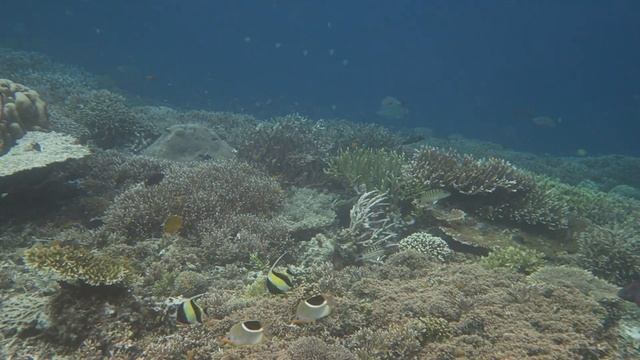 Sauwandarek Raja Ampat Part 3