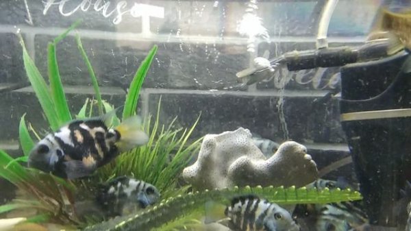 Крокодил ☝️😉✌️😂