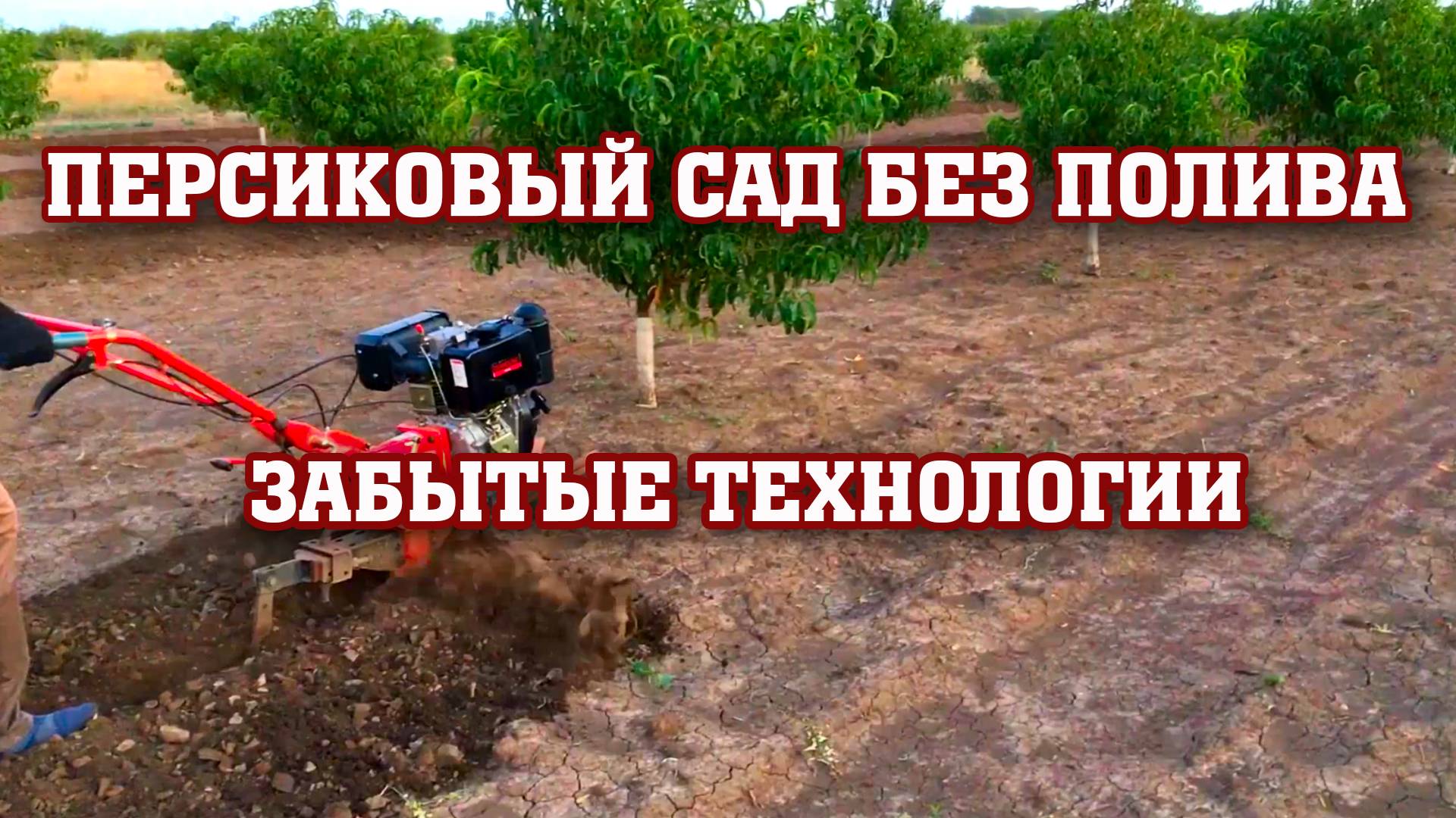 Как вырастить ПЕРСИК БЕЗ ПОЛИВА!!! смотреть онлайн