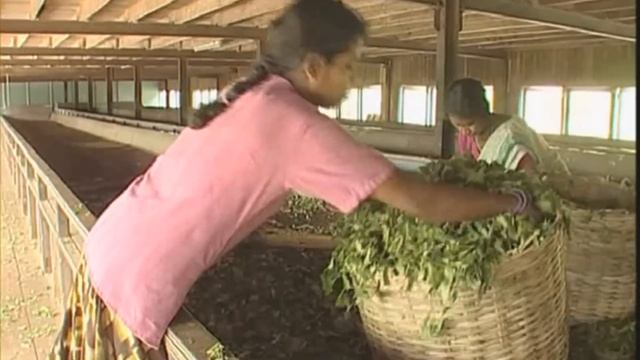 Галилео. Цейлонский чай смотреть онлайн