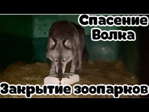 Спасение Волка в связи с закрытием передвижных зоопарков. Куба пострадала в очередной раз.