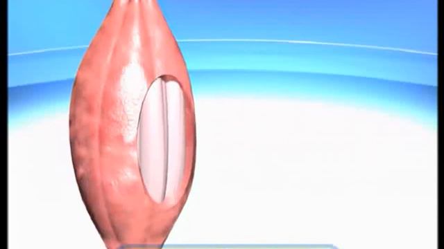 Галилео. Бодибилдер Bodybuilder смотреть онлайн