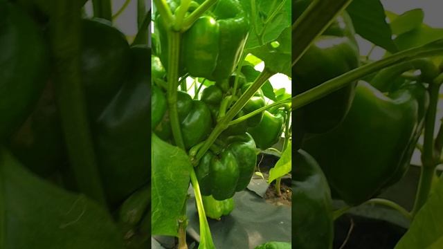 Перец выращиваю.