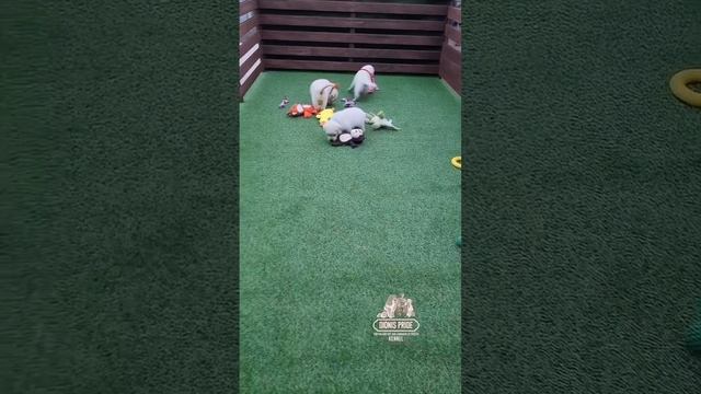 ⚜️ДИОИНИС ПРАЙД⚜️ Есть свободные щенки!!! ❤️🐶🤗 От очень шикарных родителей 🐶❤️🐶💯🥇🏆
#❤️