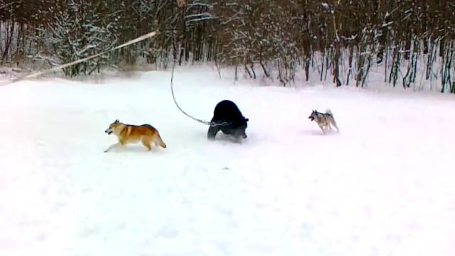 20022011029 ГРЕЙД РОЙ пара смотреть онлайн