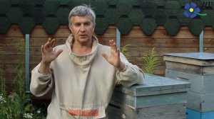 Когда менять маток в пчелиных семьях