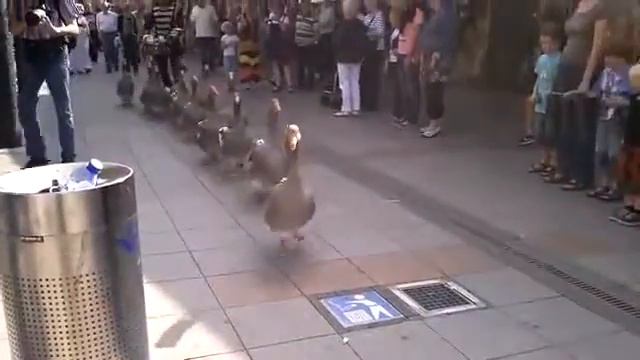 Почему Гуси строем маршируют по мостовой под музыку марша? смотреть онлайн