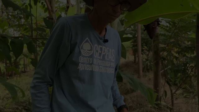 Agricultura sintrópica. Abacaxi por processos, evolução dos experimentos. смотреть онлайн