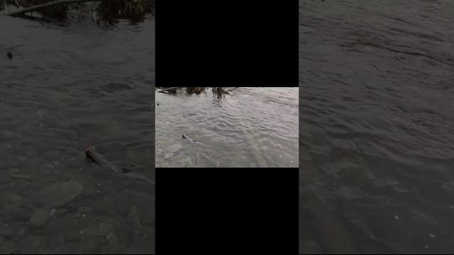 Ловля горбуши на воблер 55 мм (6,2 гр) от Mr. Musurok