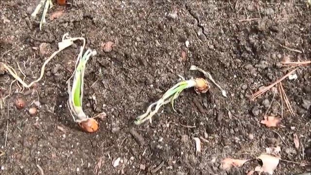 how to grow giant 3 to 5 # onions смотреть онлайн