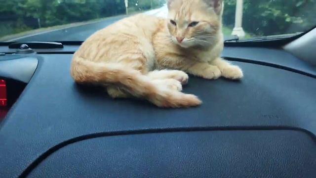 Рыжая кошка на панели автомобиля смотреть онлайн