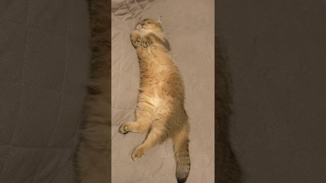Кот Мартин -золотая британская шиншилла смотреть онлайн