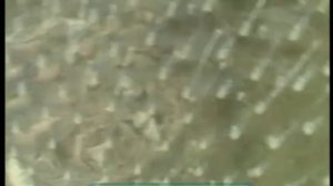 Галилео. Зорбинг / Zorbing