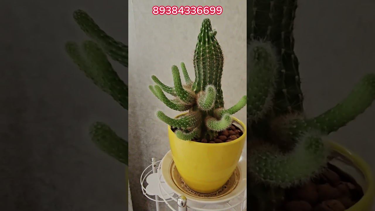 Объект 2172 Станислав Макаров 89384336699 Shorts #домвипотеку #купитьдом #недвижимость #сертификат смотреть онлайн