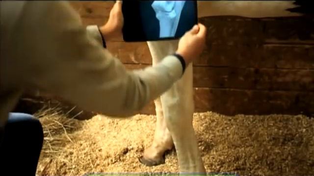 Галилео. Лошадиные пословицы