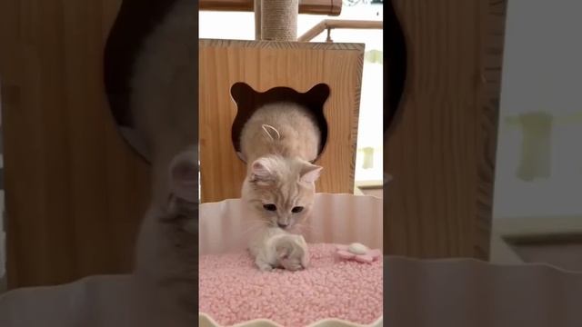 😻Любимые Котики 🐈🤣👍