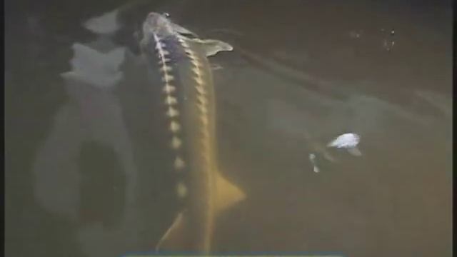 Галилео | Икра [Caviar] смотреть онлайн