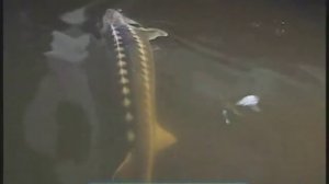 Галилео | Икра  [Caviar]