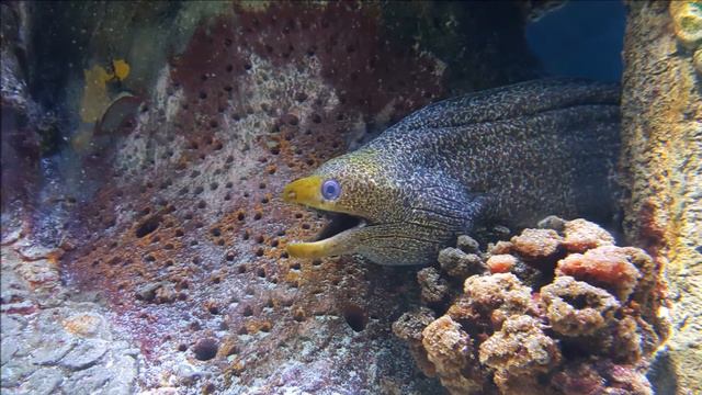 Sharjah Aquarium ` 2016 смотреть онлайн