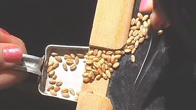 #Галилео | Где растет манка? смотреть онлайн