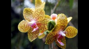 ГРУППА МАЛЬВИНА - ПРОСТИ, МОЯ МАЛЬВИНА